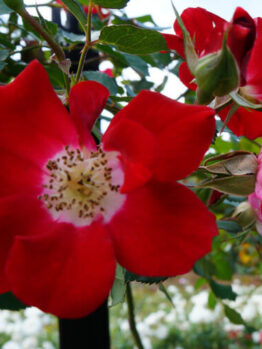 Rose 'Fire Meidiland'
