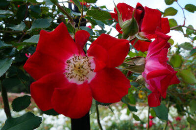 Rose 'Fire Meidiland' 6ft Weeper
