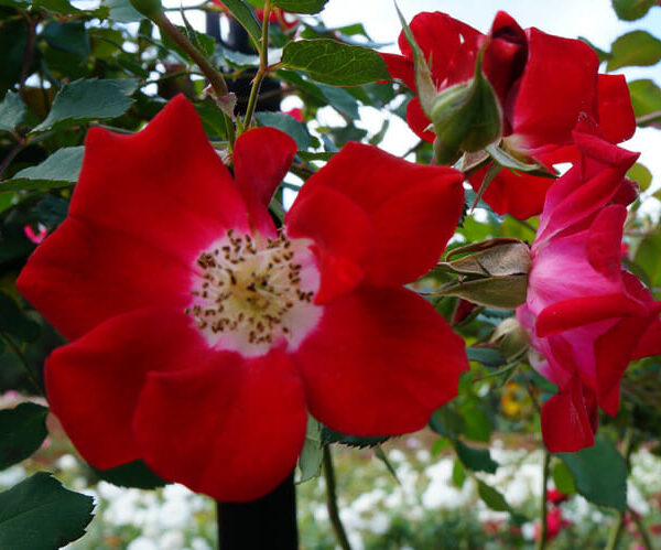 Rose 'Fire Meidiland' Ground Cover