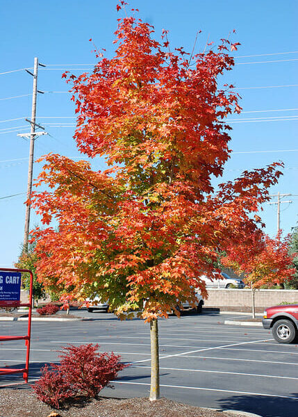 Acer 'Warrenred/Pacific Sunset' Maple 16" Pot