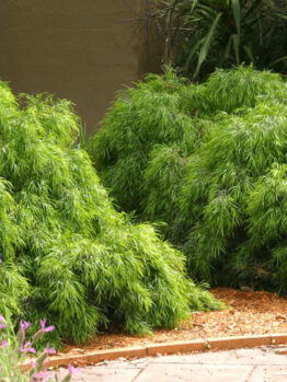Acacia cognata 'Dazzler'