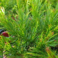 Acacia Winter Flame