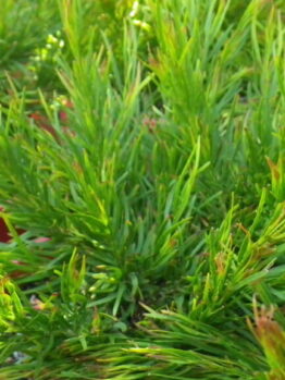 Acacia Winter Flame