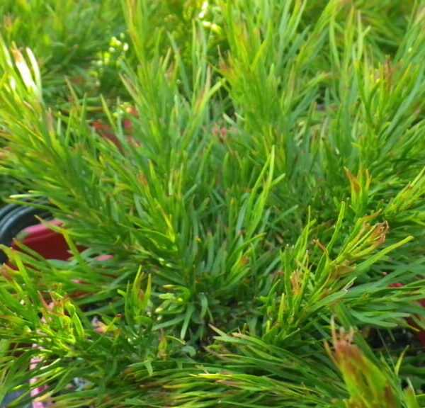 Acacia Winter Flame