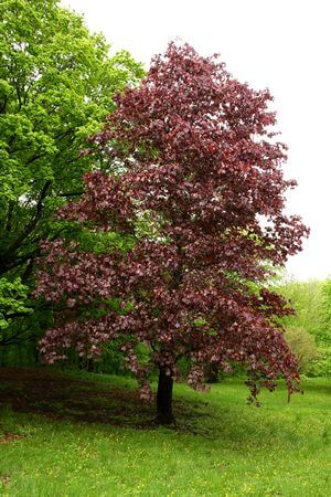 Acer 'Crimson King' Maple - Image 2