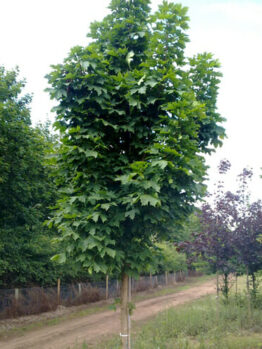 A Acer platanoides 'Columnare' Norway Maple 16" Pot with a lot of leaves in the middle of a dirt road.