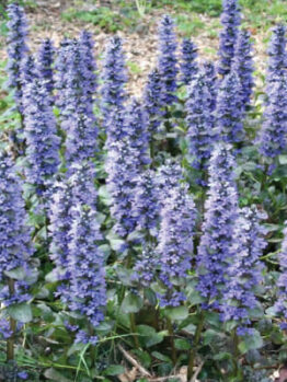 A garden with a lot of Ajuga 'Caitlin's Giant' 6" Pot flowers.