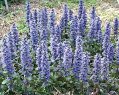 A garden with a lot of Ajuga 'Caitlin's Giant' 6" Pot flowers.