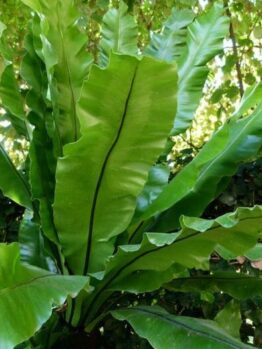 Asplenium 'Birds Nest Fern'
