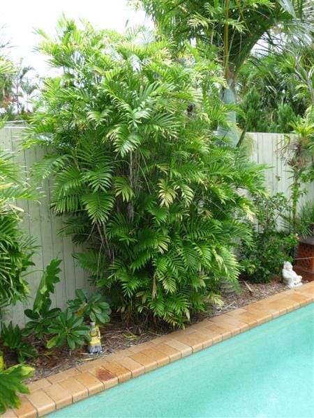 Chamaedorea 'Bamboo Palm' 8" Pot - Image 2