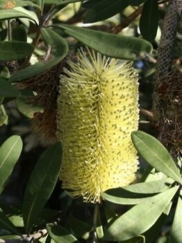 Banksia integrifolia 'Sentinel™'