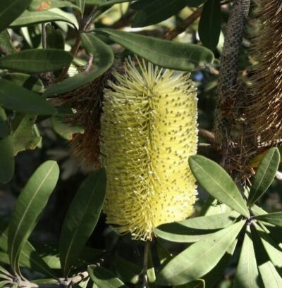 Banksia integrifolia 'Sentinel™' 6" Pot