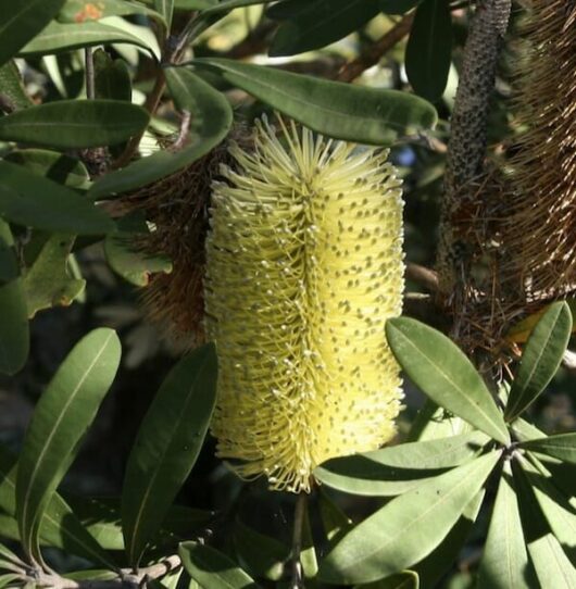 Banksia integrifolia 'Sentinel™' 8" Pot