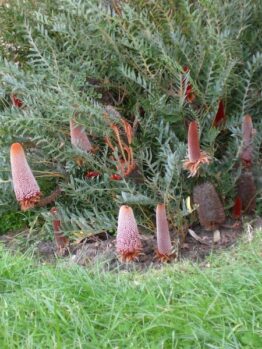 Banksia Ground Cover