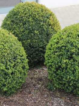 Three neatly trimmed, round Fraxinus 'Flowering Ash' bushes are planted in mulch beside a paved footpath near a building with glass doors and windows.