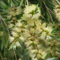Callistemon sieberi 'River Bottlebrush'