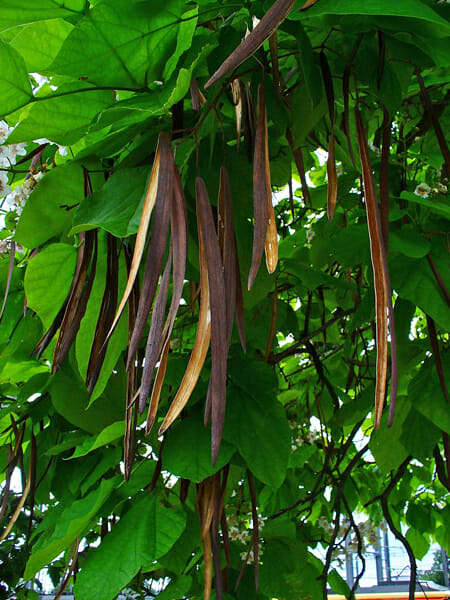 Catalpa 'Indian Bean Tree' Standard 1.5m 20" Pot - Image 2