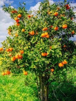 A lush green field under a bright blue sky with scattered clouds showcases a Citrus Orange 'Cara Cara' in a 10" pot, laden with ripe fruit.
