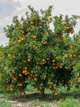 A Citrus Orange 'Cara Cara' tree in a 10" pot, laden with numerous ripe oranges, stands in a green field under a cloudy sky.