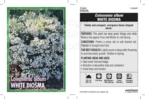 Image of a plant label for Coleonema 'White' Diosma 6" Pot. The label includes a photo of the flowering shrub and provides details on its hardy, compact nature, planting ideas, and care instructions. Additionally, it offers comparisons with its close relative, the Green Diosma.