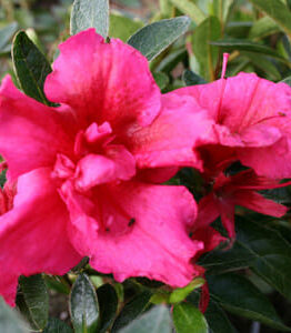 Azalea 'Red Wings' 6" Pot azalea 'Red Wings' 6" Pot azalea 'Red Wings' 6" Pot azalea 'Red Wings' 6" Pot.