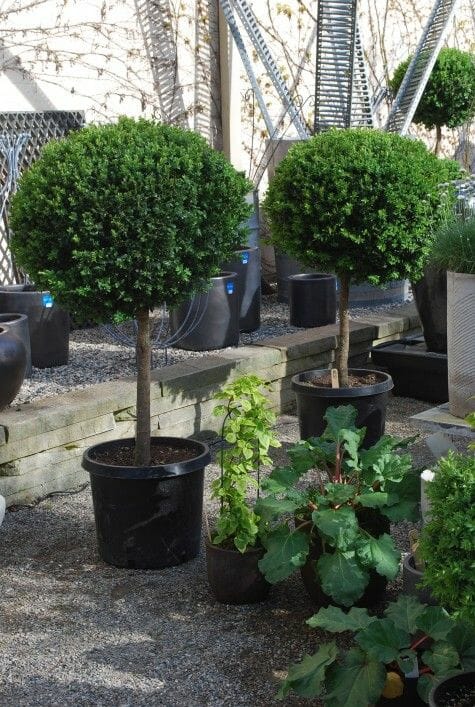 Buxus 'English Box' (Standard) 20" Pot - Image 3