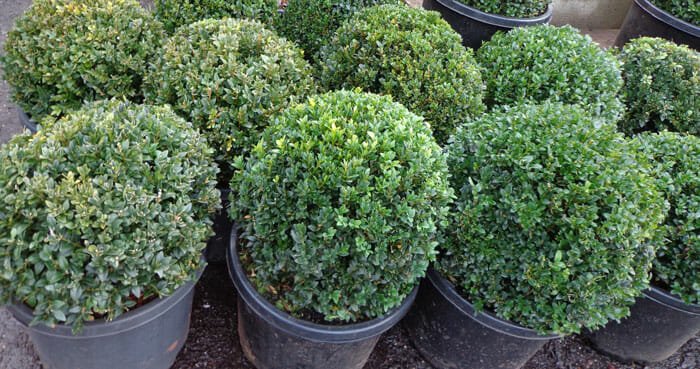 Buxus 'English Box' Topiary Ball 16" Pot - Image 3