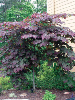 Cercis 'Forest Pansy'