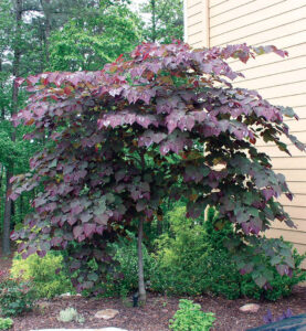 Cercis 'Forest Pansy'