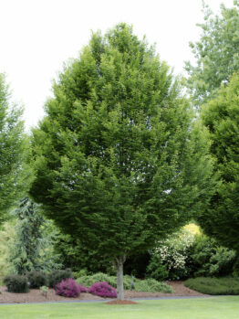 A large Carpinus 'European Hornbeam' Tree 8" Pot surrounded by other dense foliage and vibrant purple shrubs in a lush park setting.