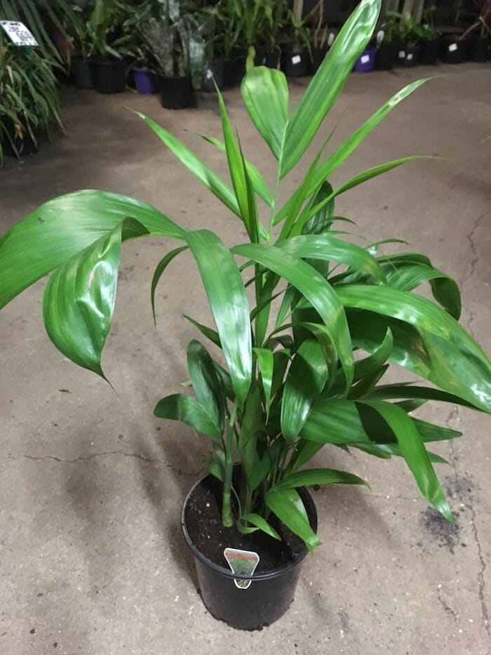 Chamaedorea 'Bamboo Palm' 8" Pot - Image 3