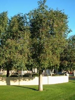 A Brachychiton 'Kurrajong Tree' 16" Pot, stands majestically in the middle of a grassy area.