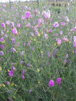 A field of Alyogyne 'Melissa Anne' Native Hibiscus 6" Pot flowers in a field.