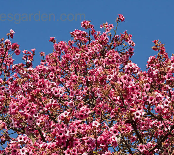 A Brachychiton 'Bella Pink' Flame Tree 16" Pot with pink flowers against a blue sky.