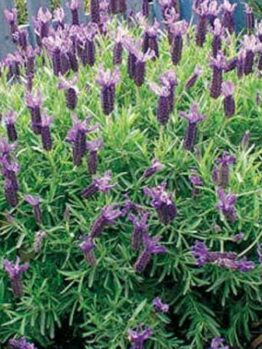 Lavandula 'Winter Purple' Lavender