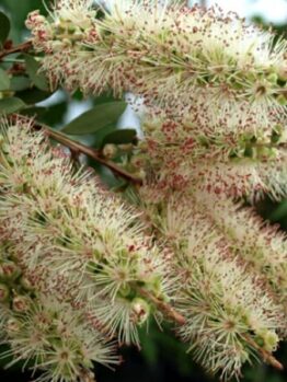 A Callistemon 'Father Christmas' 6" Pot with white flowers and green leaves.