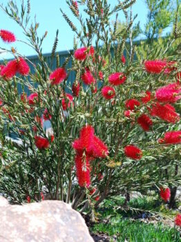 Callistemon Cherry Time