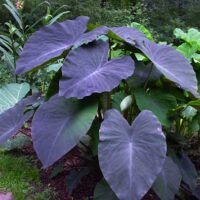 A Colocasia 'Black Magic' Elephant Ear with large purple leaves in a garden.