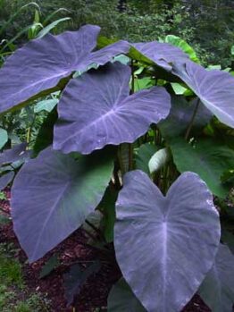 A Colocasia 'Black Magic' Elephant Ear with large purple leaves in a garden.