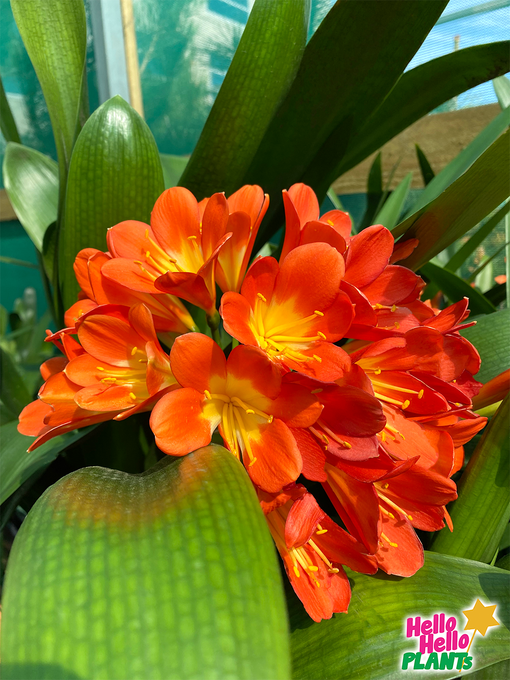 Clivia Belgian Hybrid 'Orange' 6" Pot - Image 5