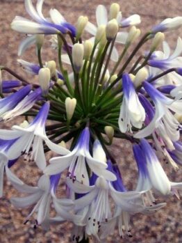 An Agapanthus 'Cloudy Days' 6" Pot with white and blue flowers on it, perfect for 6" Pot arrangements and adding a touch of elegance to Cloudy Days.