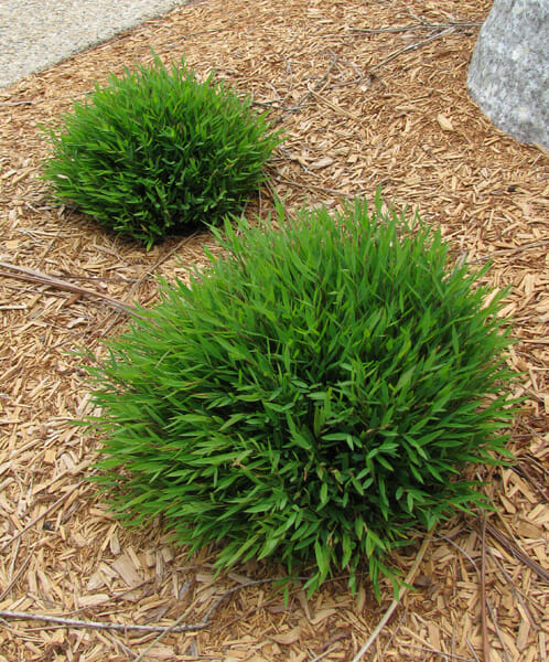 Two Pogonatherum 'Baby Panda' Bamboo 8" Pot plants on the ground next to a tree.