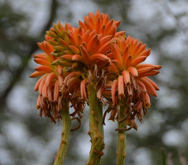 Aloe barberae 'Tree Aloe' 20" Pot - Image 6