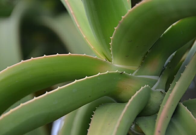 Aloe barberae 'Tree Aloe' 20" Pot - Image 2