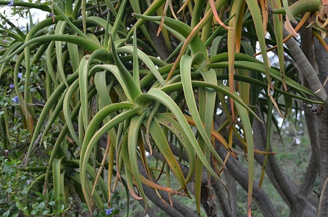 Aloe barberae 'Tree Aloe' 20" Pot - Image 3