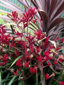 Anigozanthos 'Ruby Velvet™' Kangaroo Paw 6" Pot flowers in a pot in front of a house.