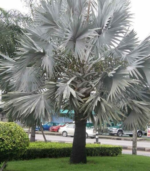 A Bismarckia 'Bismarck Palm' 16" Pot with white leaves in the middle of a grassy area.
