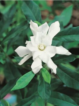 A Gardenia 'Four Seasons' 6" Pot on a plant with green leaves.