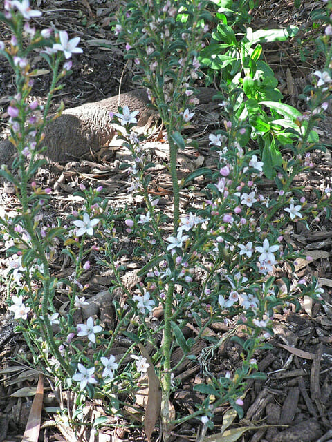 A Philotheca 'Flower Girl' Waxflower 6" Pot with white flowers in the ground.