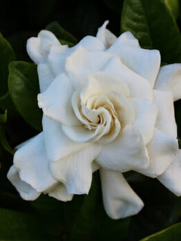 A white Gardenia 'Professor Pucci' 3ft Standard 8" Pot with green leaves.
